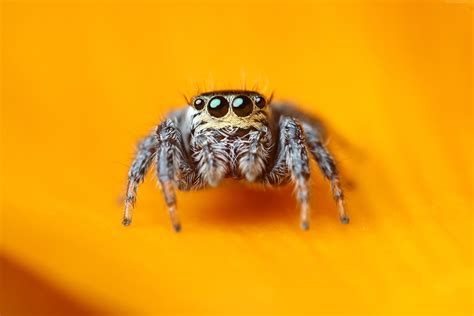 Nov 18, 2022 · P. audax is a black, hairy spider measuring 8 to 19 millimeters for the females and 6 to 13 millimeters for the males. There is a pattern of white, yellow, or orange spots on the top of the abdomen (orange on the younger spiders), and the chelicerae frequently have an iridescent green hue. The males have "eyebrows," or tufts of hairs over the eyes. 